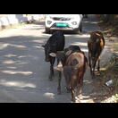 An unbegleiteten Kühen stört sich auch im nicht-hinduistischen Goa niemand